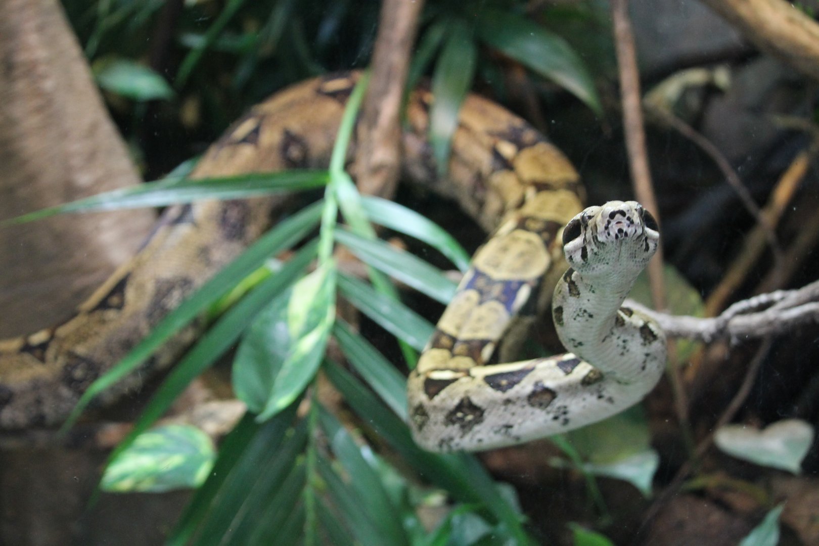 Boa constrictor