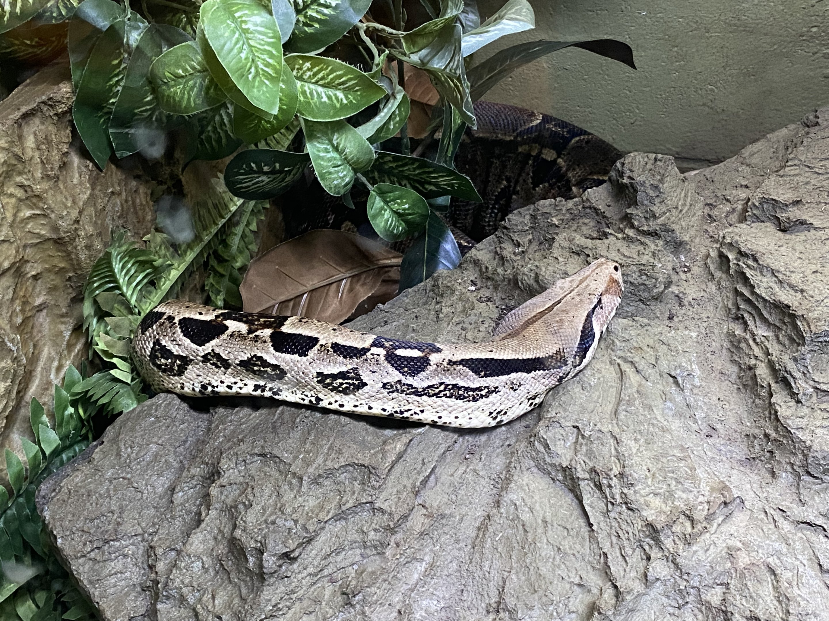 Boa Constrictor