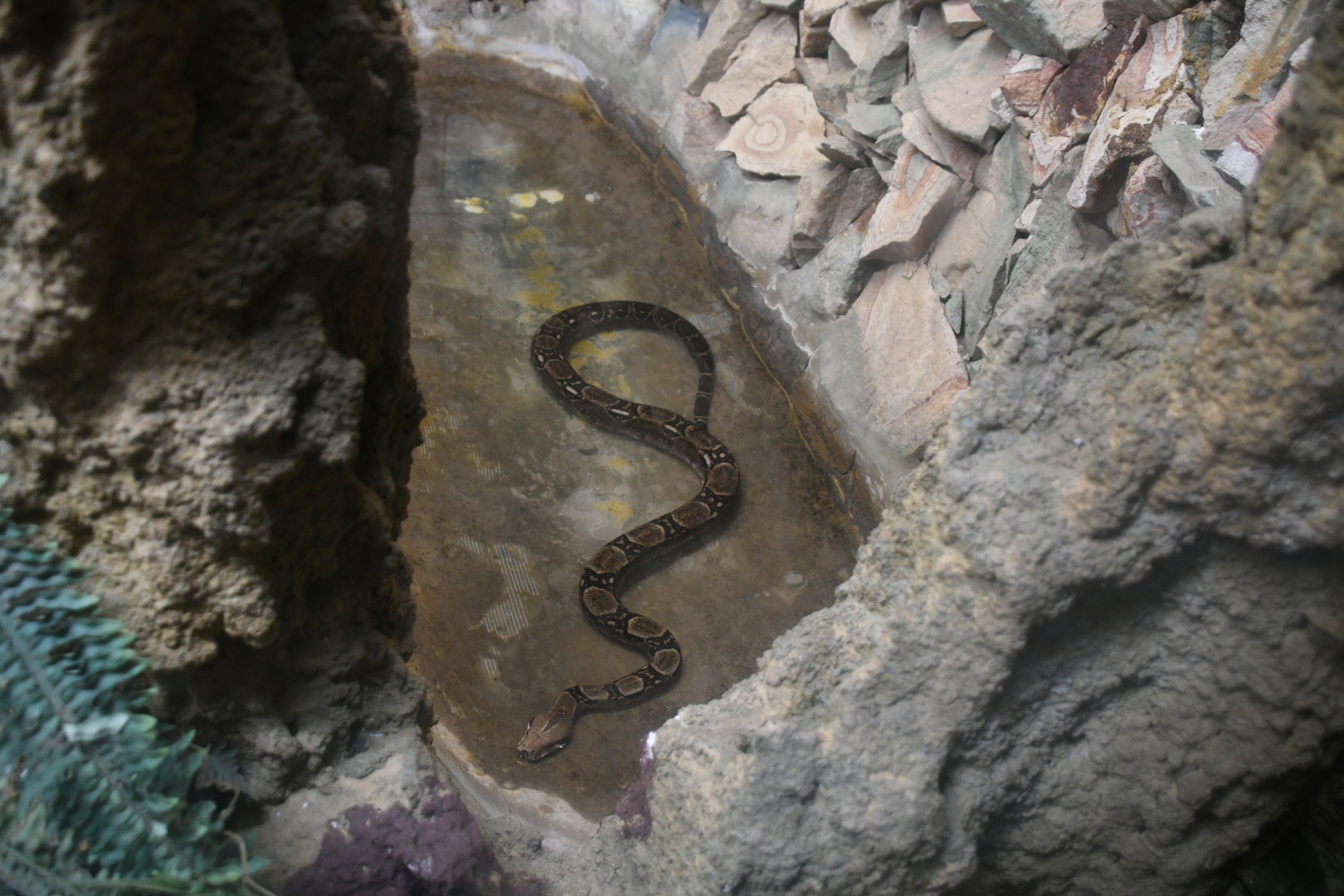 Boa Constrictor