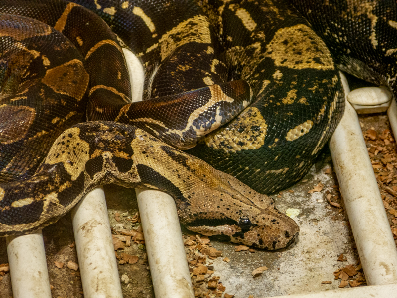 Boa constrictor