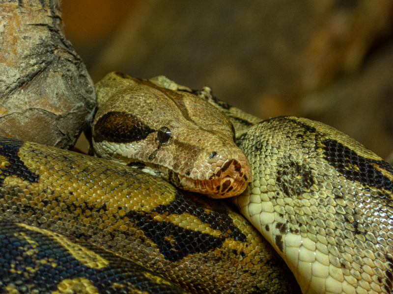 Boa constrictor