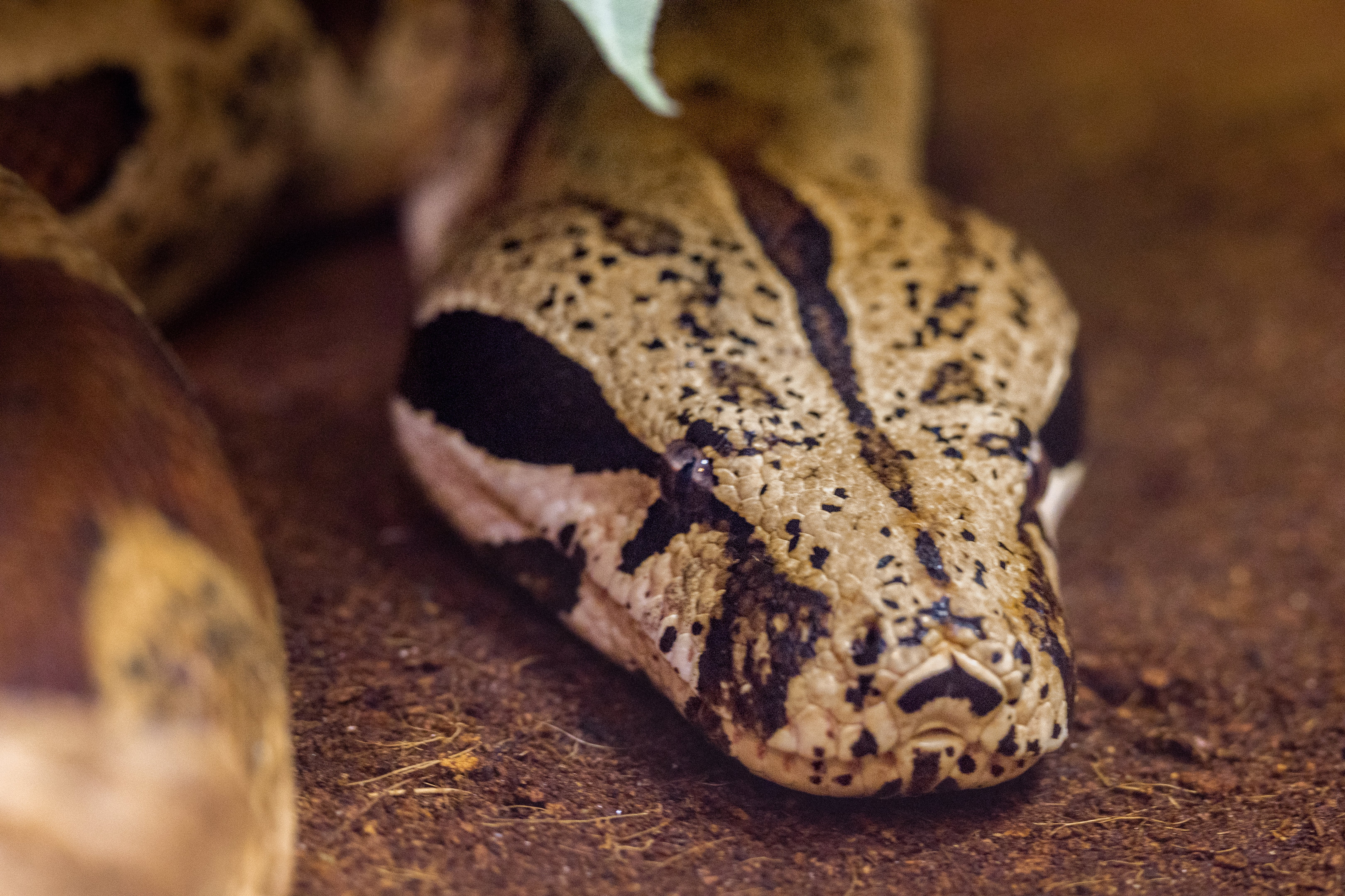 Boa Constrictor