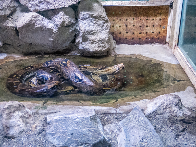 Boa constrictor