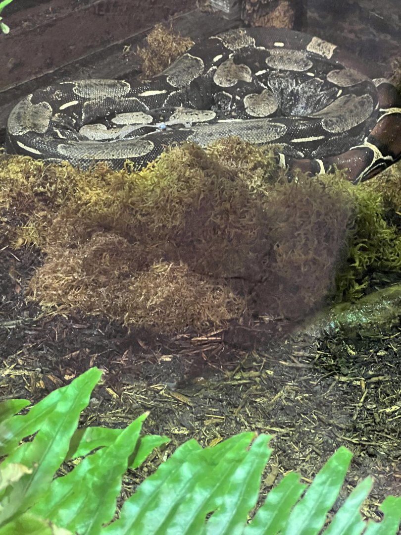 “Boa Constrictor”