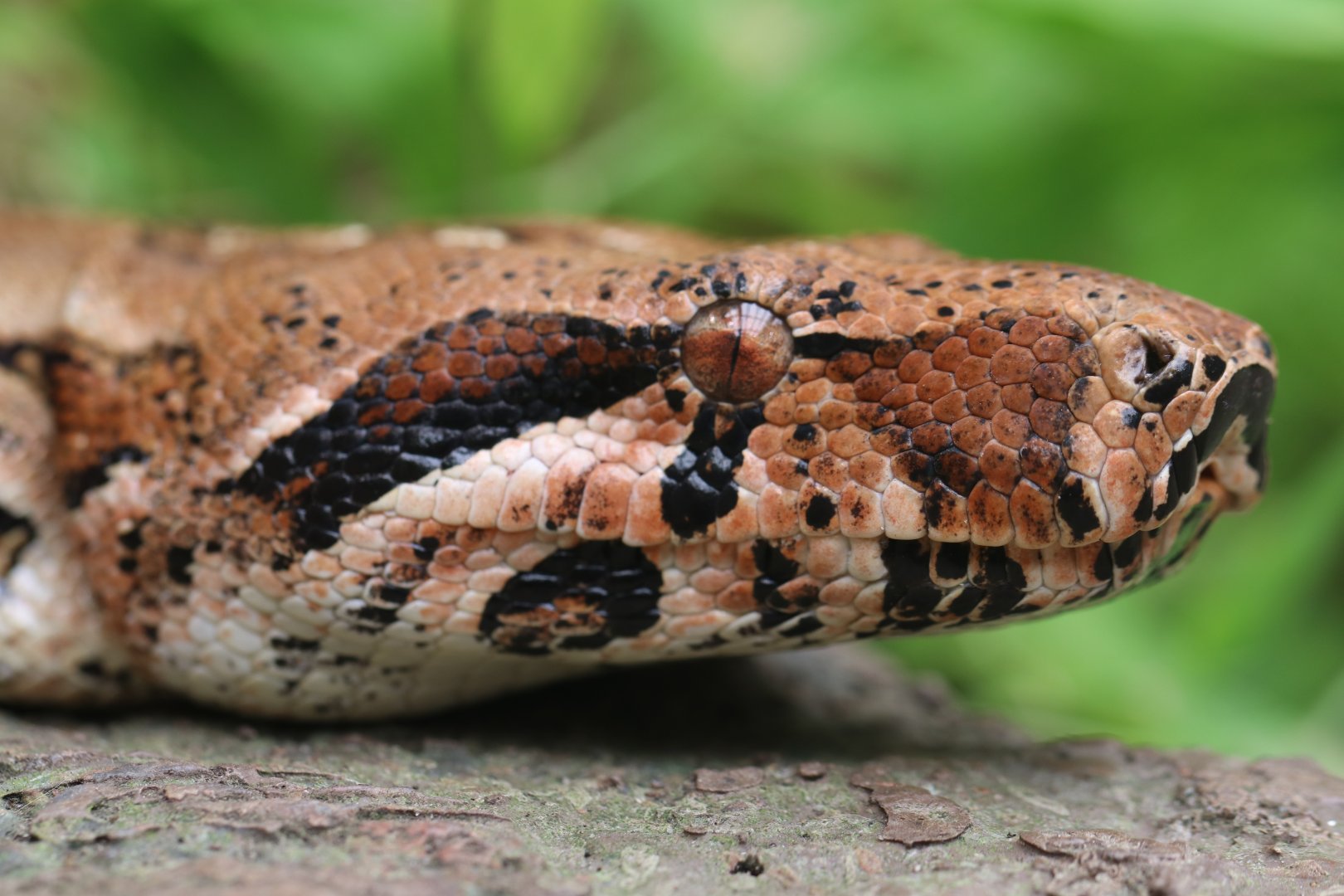 Boa constrictor
