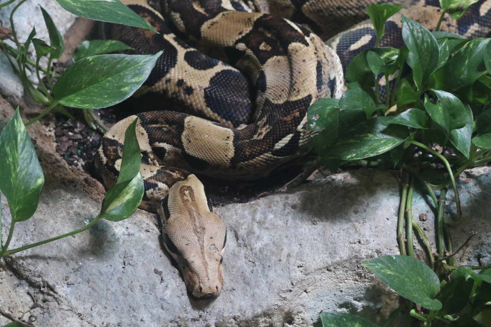 Boa constrictor