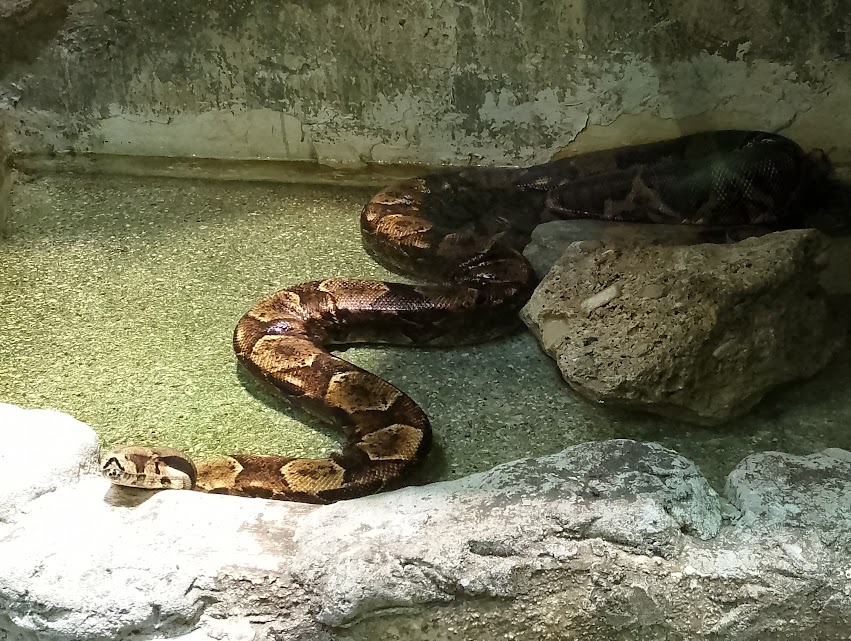 Boa constrictor