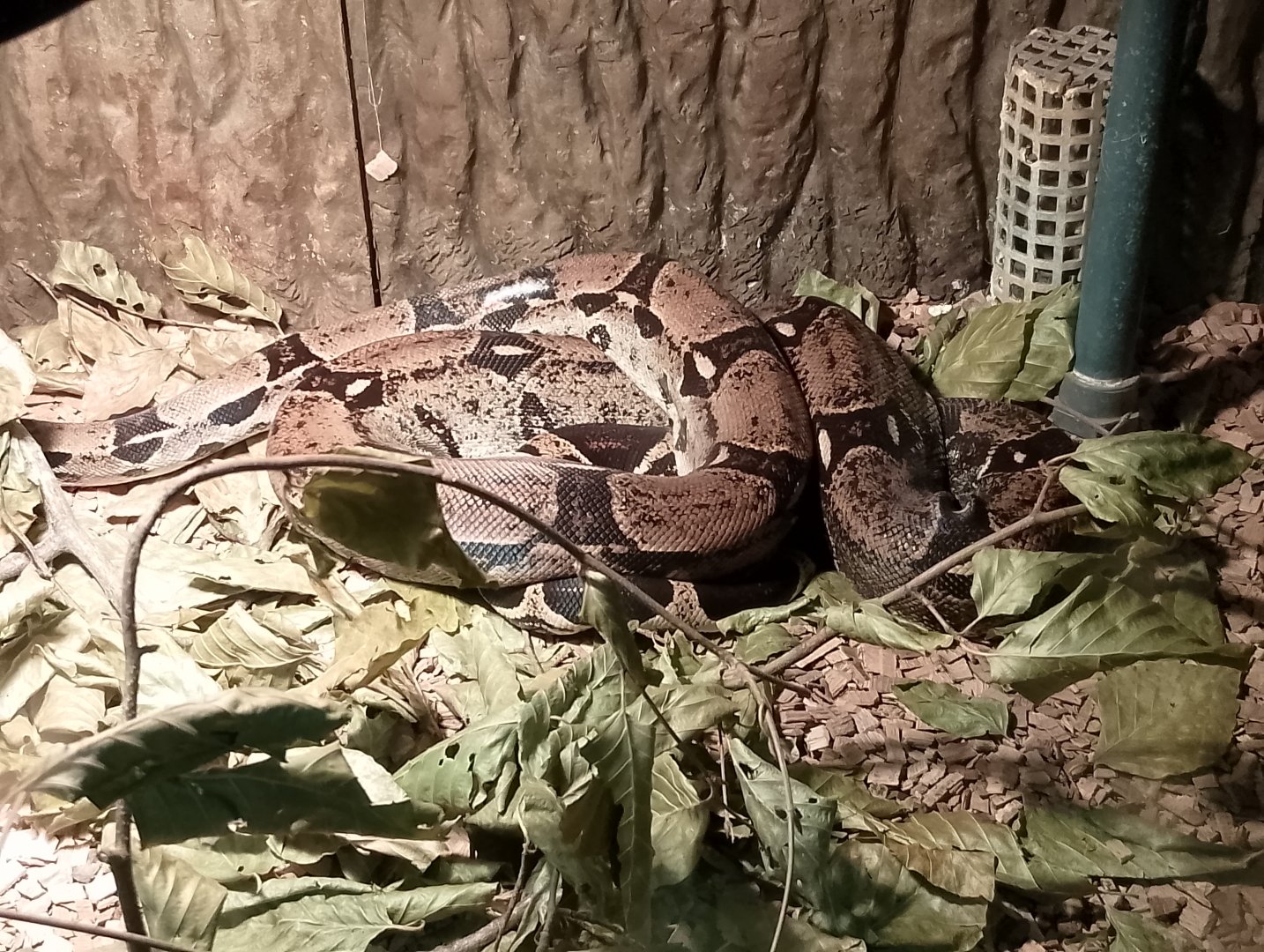 Boa constrictor