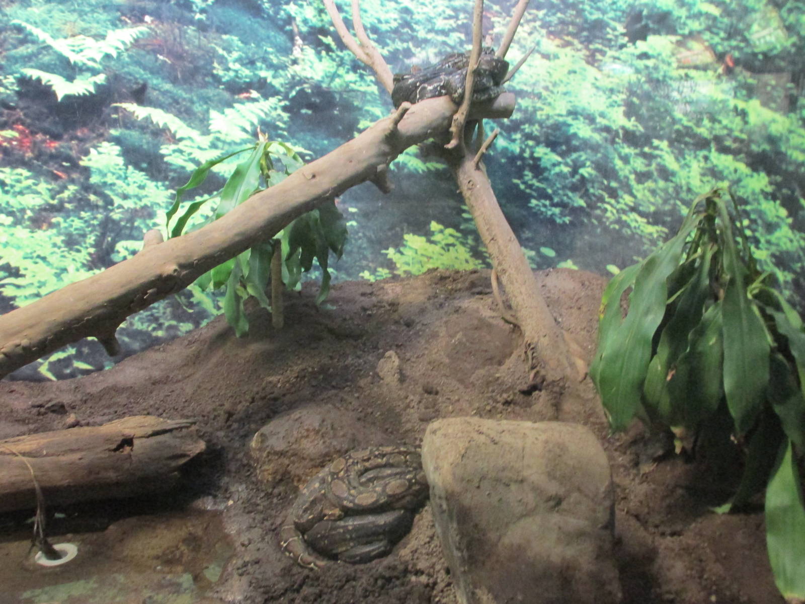 boa constrictors guadalajara zoo