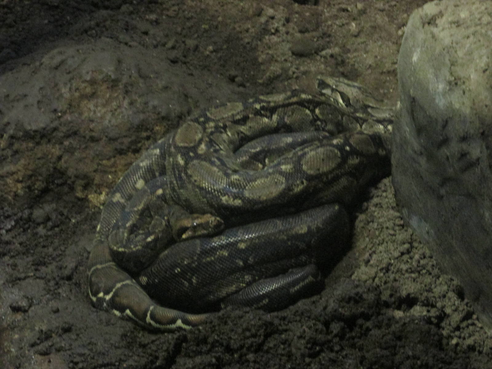 boa constrictors guadalajara zoo