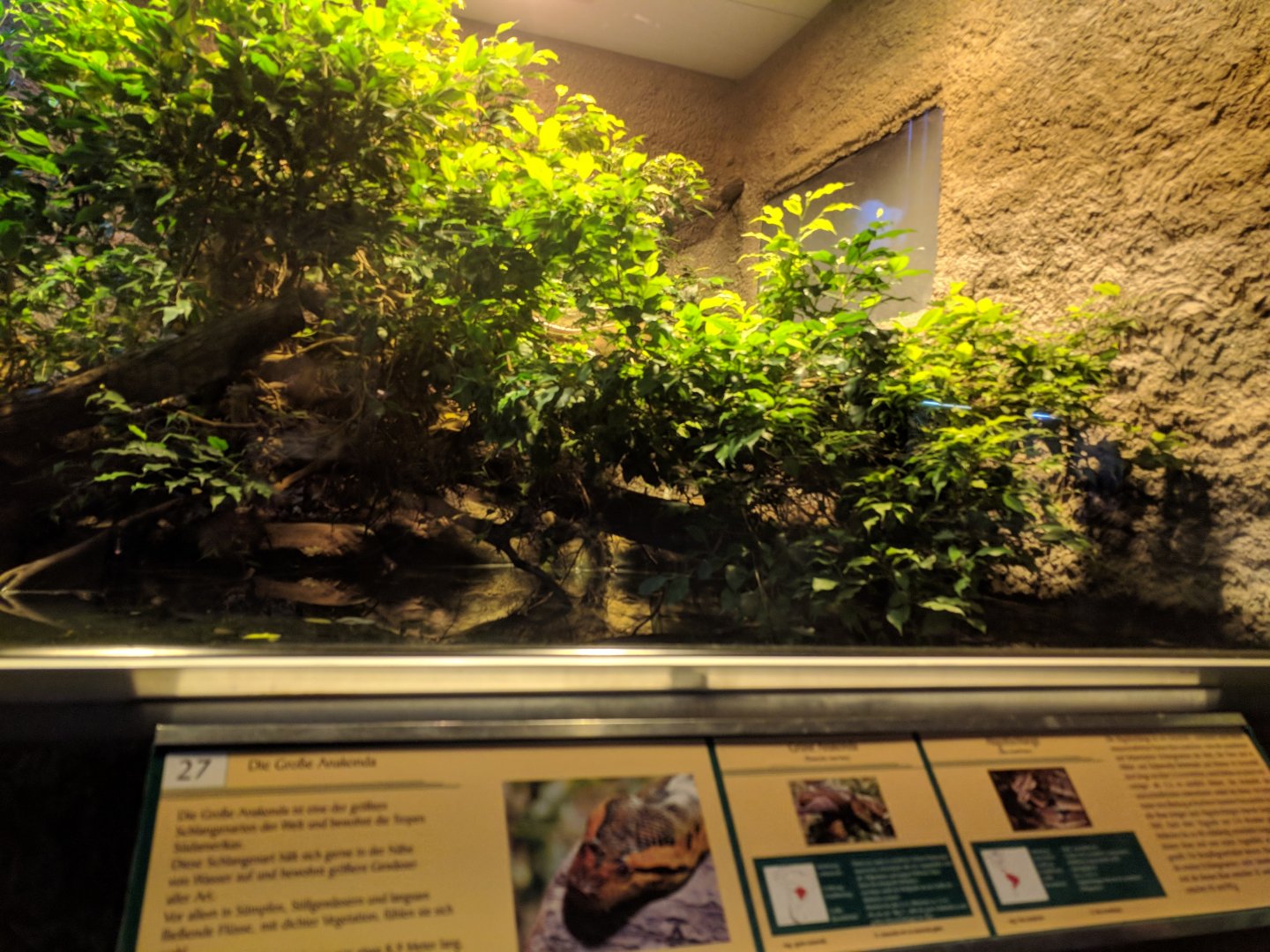 Boa Enclosure