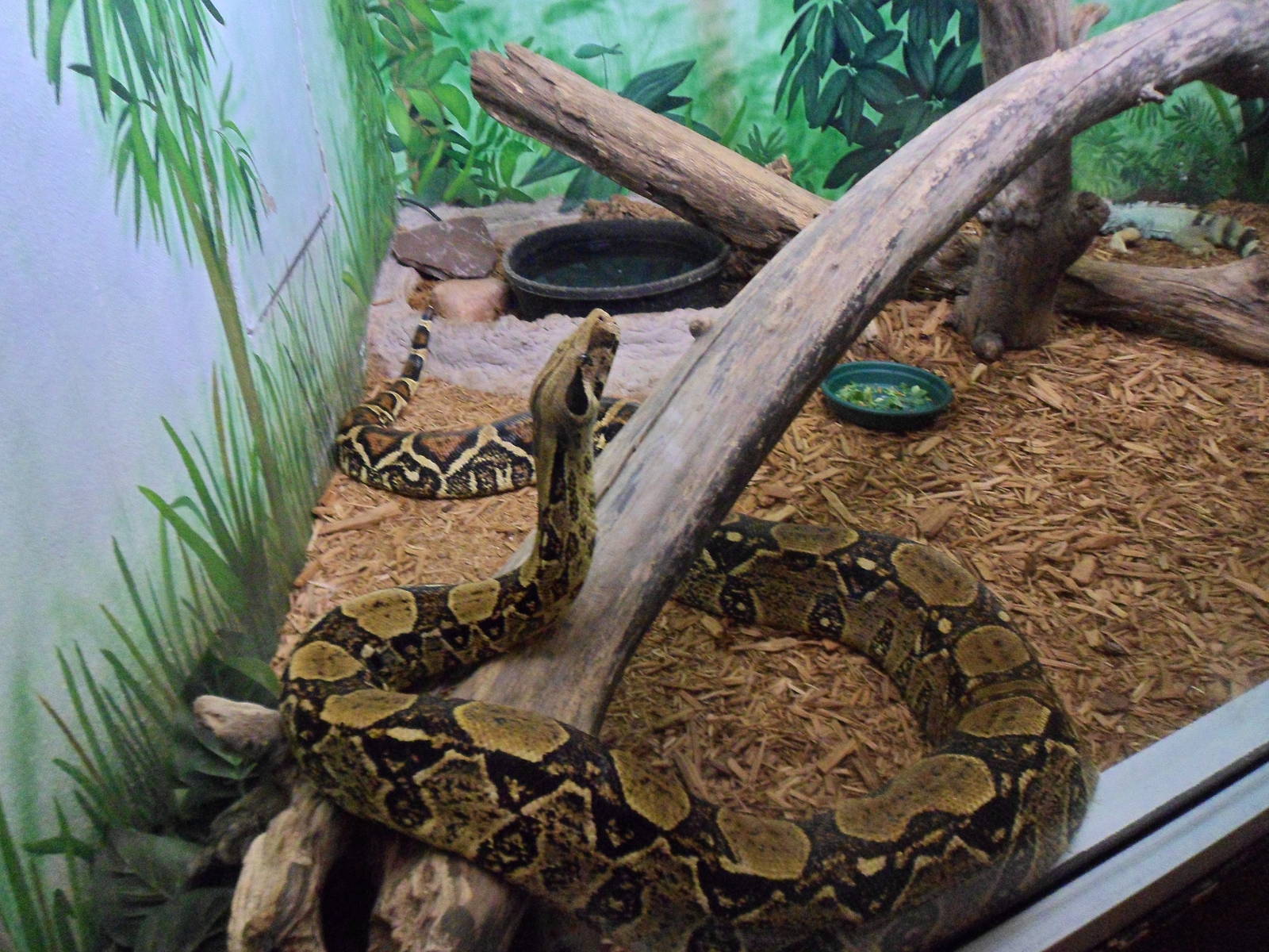 Boa Exhibit