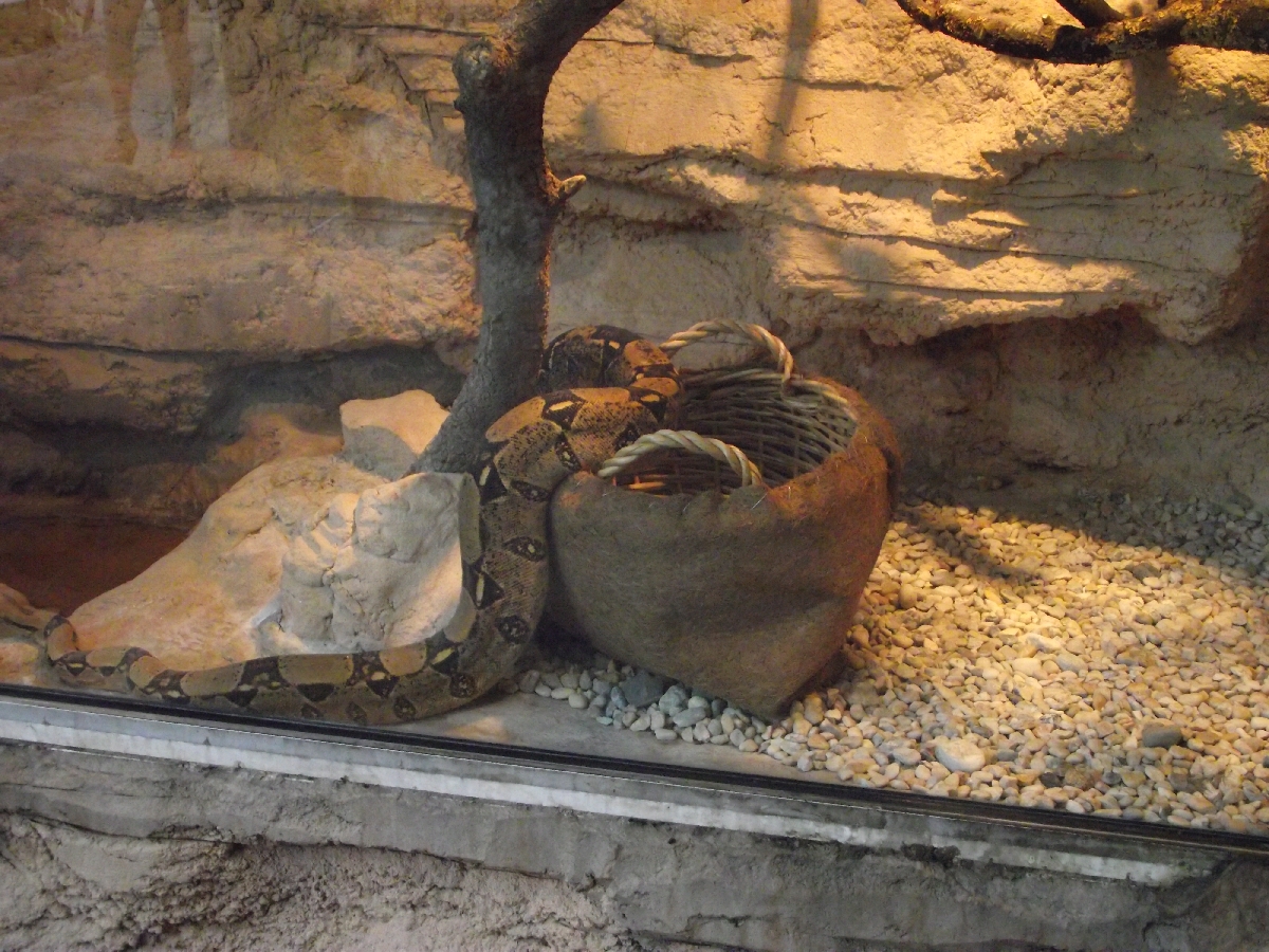 Boa in a Shopping Basket