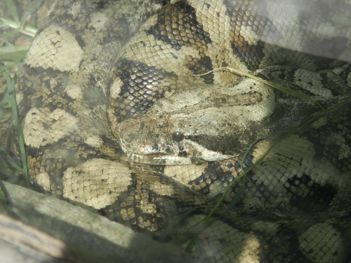 Boa - Parque Zoológico Huachipa