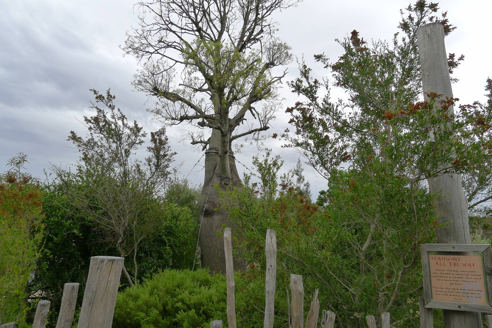 Boab tree & general landscaping