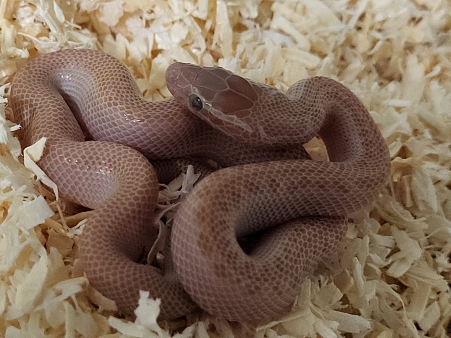 Boaedon capensis - albino juvenile