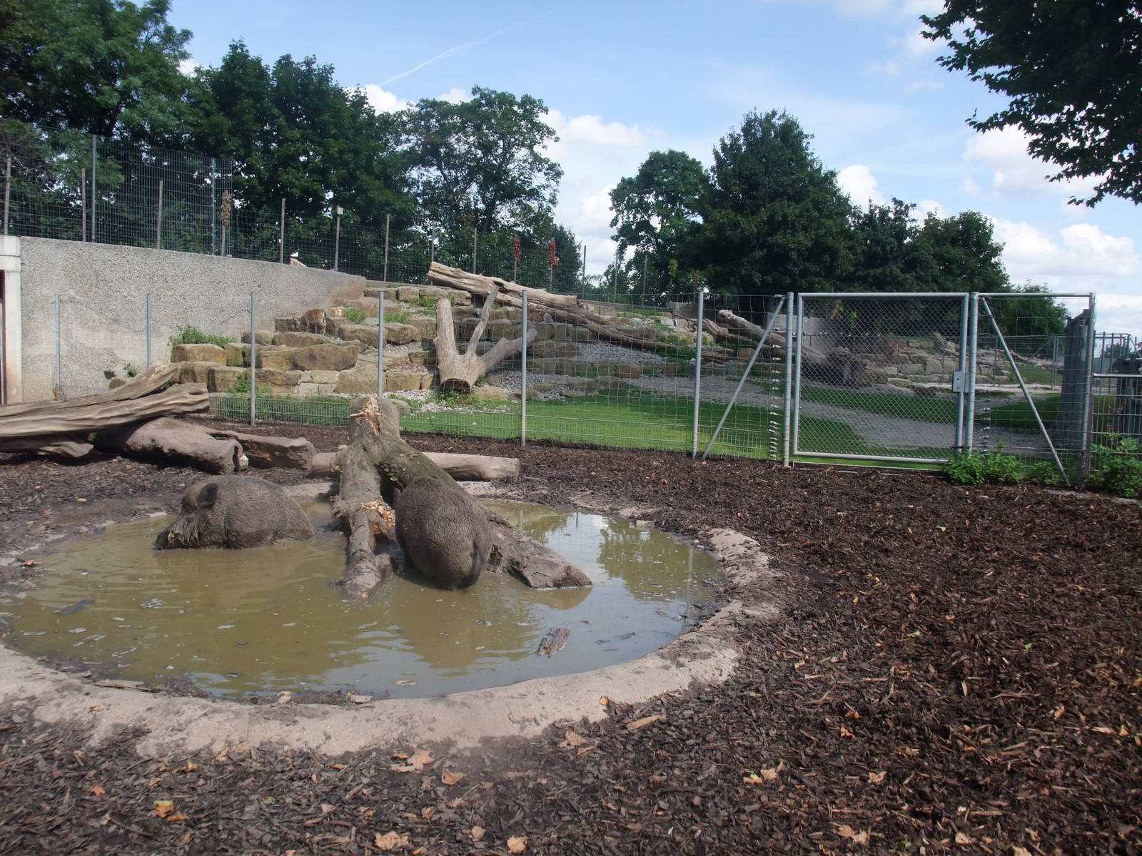 Boar and Goat Exhibits at Wilhelma, Stuttgart 02/09/10