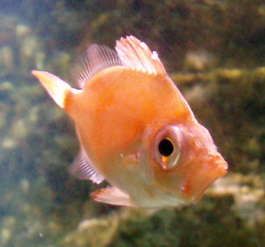 Boar Fish (Capros aper)