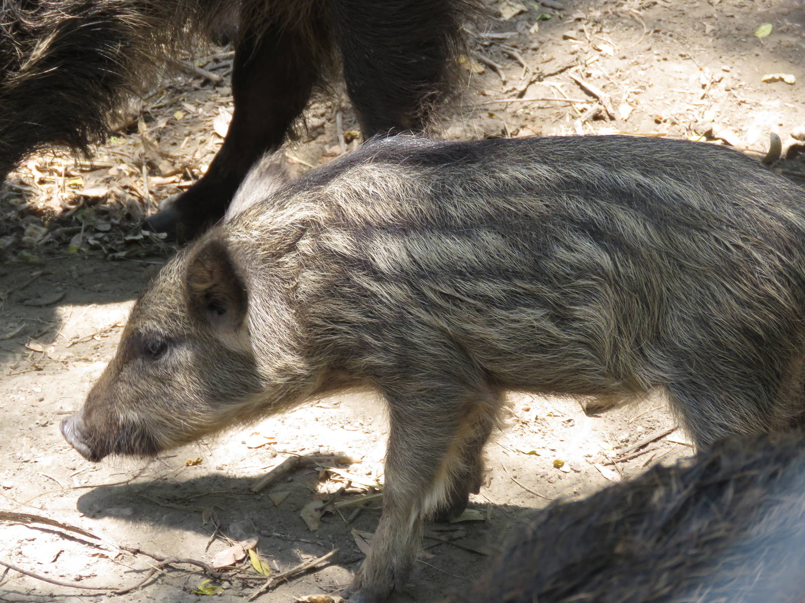 Boar piglet