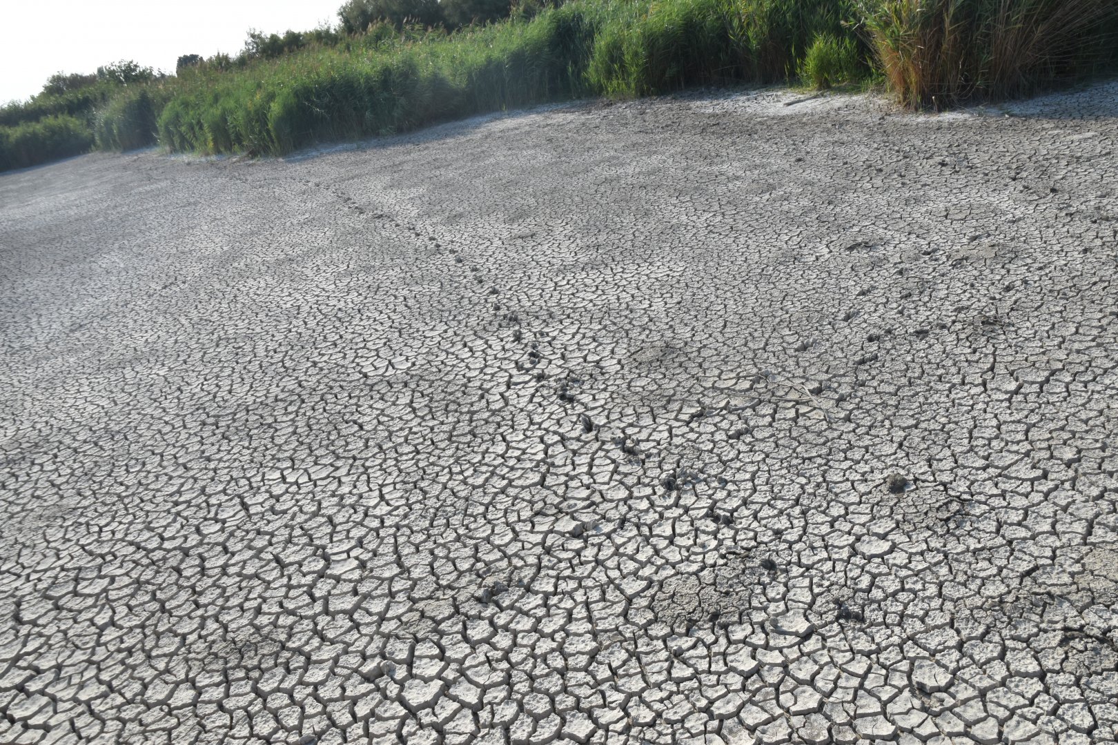 Boar tracks in dried up lake