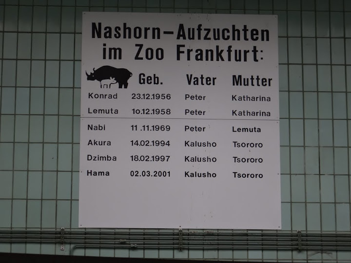 Board of the birth - Diceros bicornis