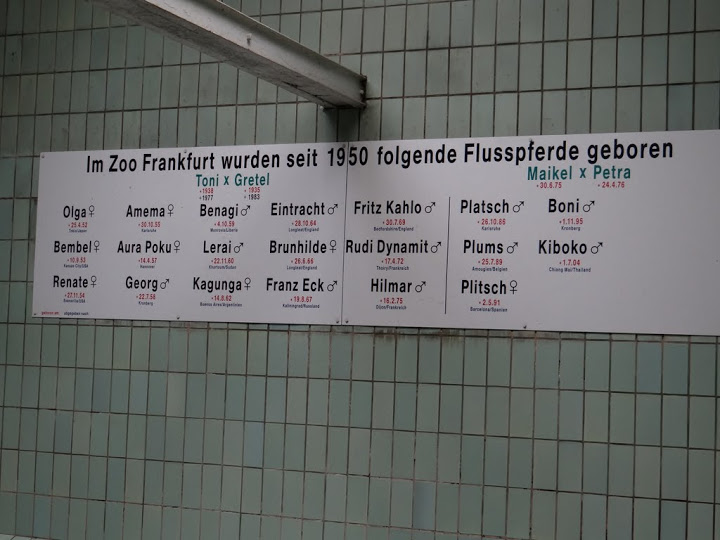 Board of the birth - Hippopotamus amphibius