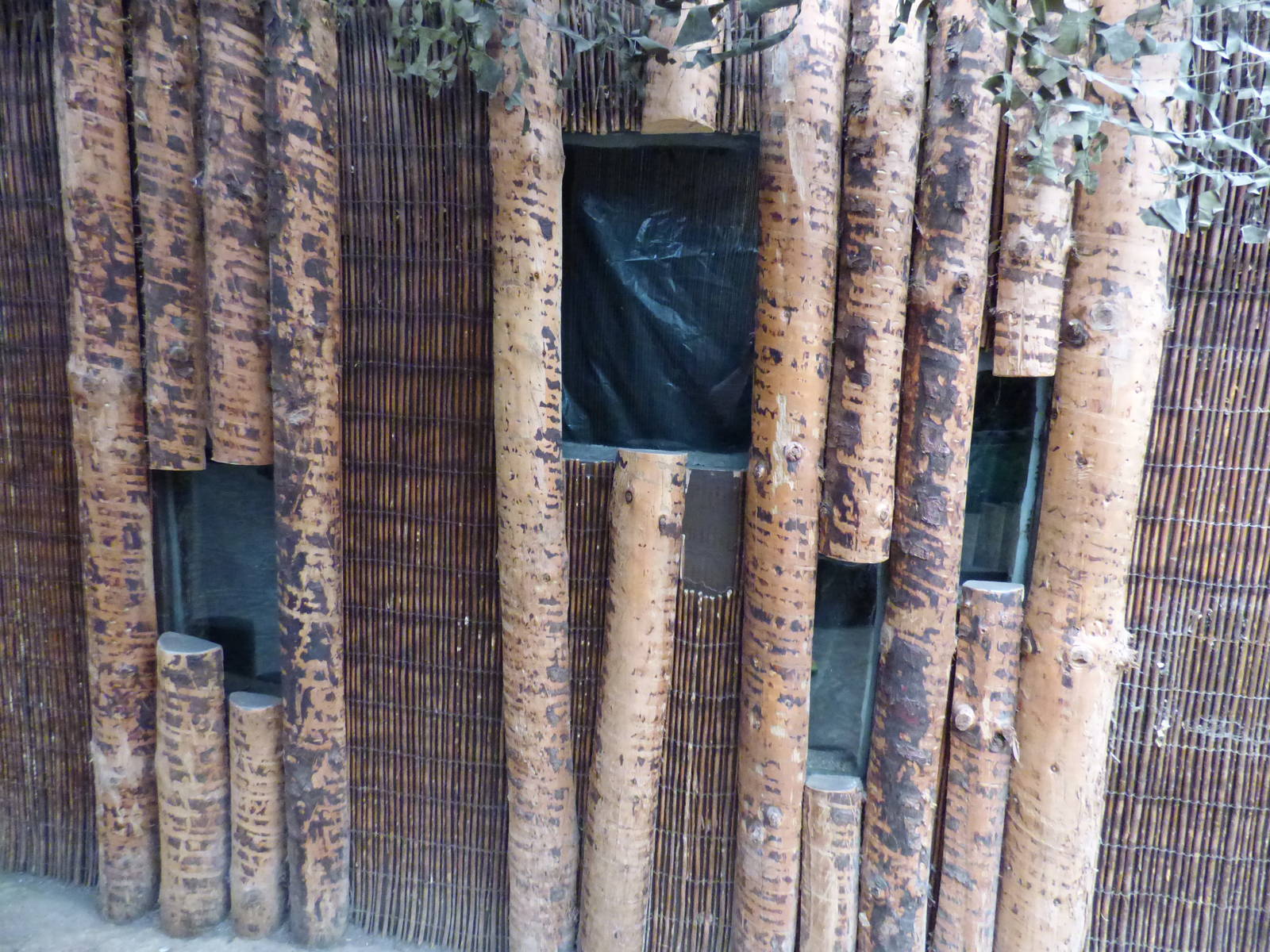 Boarded up Gambian Pouched Rat Enclosure