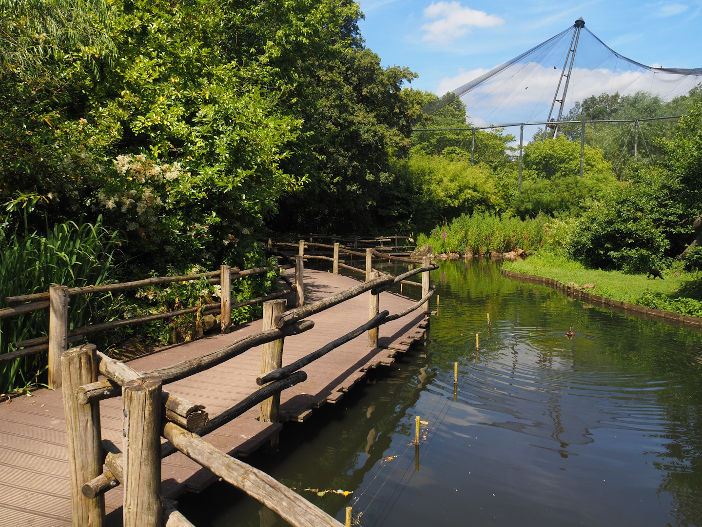 Boardwalk and Sulawesi crested macaque island in the Asian swamp area, 2024-06-30