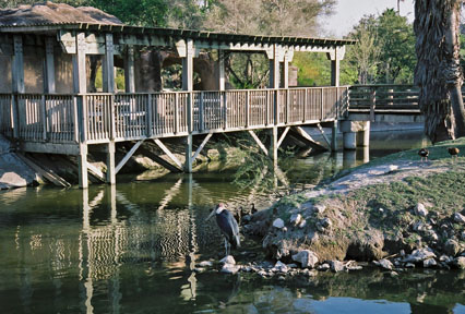 boardwalk and viewing platform
