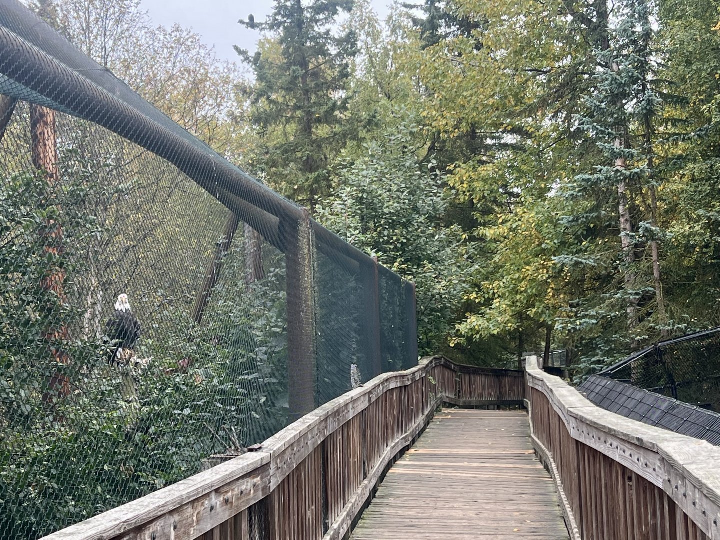 Boardwalk between Black Bears and Bald Eagle