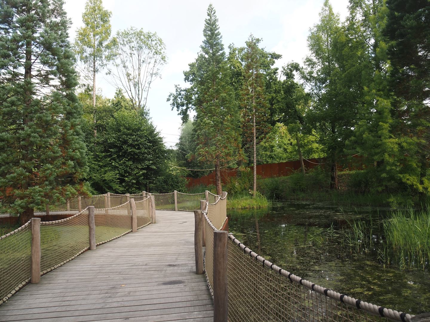 Boardwalk between the Bush dog exhibit and the Future Black-and-gold howler monkey and Pied tamarin exhibit, 2024-08-21