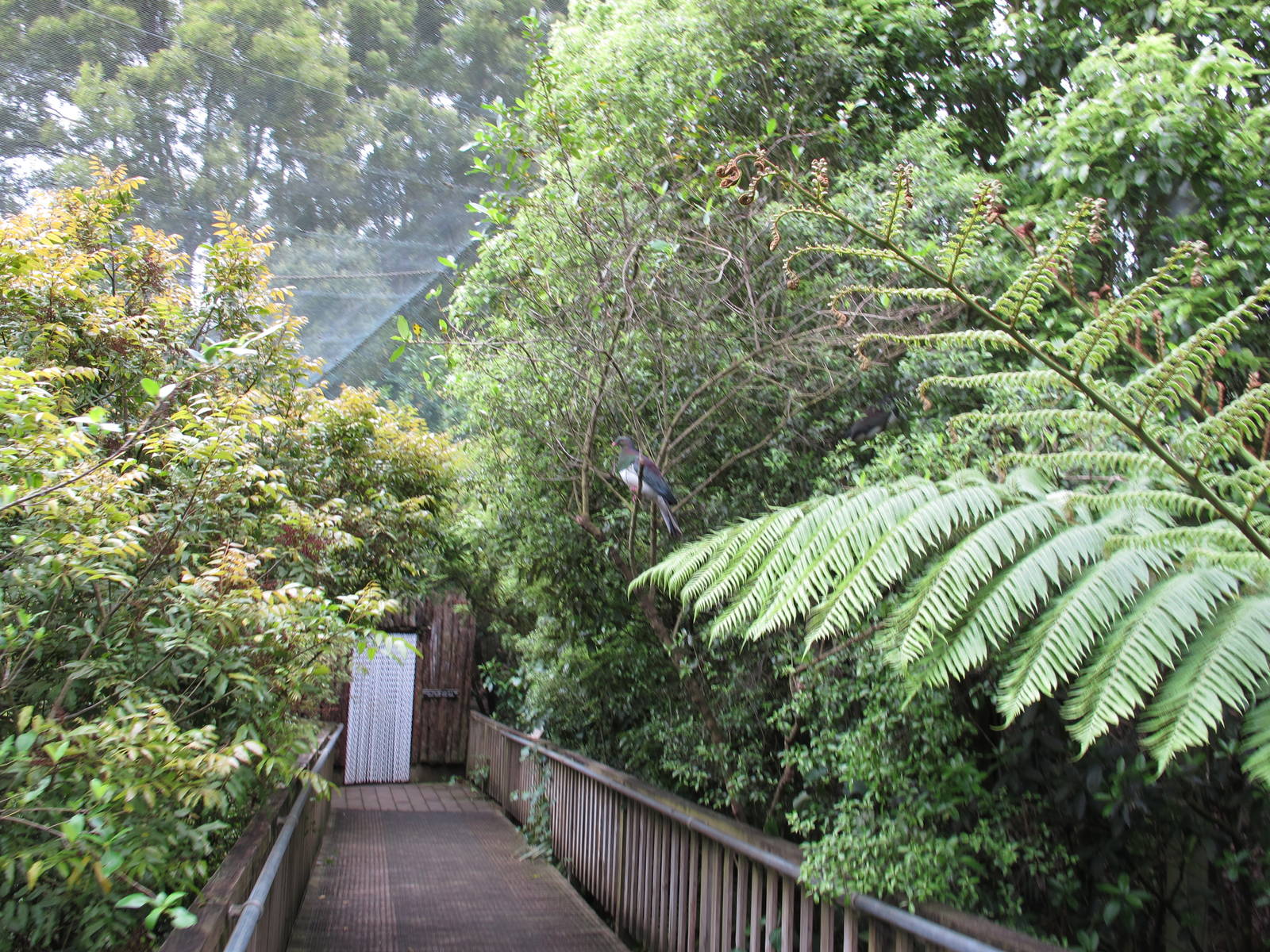 Boardwalk in Freeflight Sanctuary - Hamilton Zoo