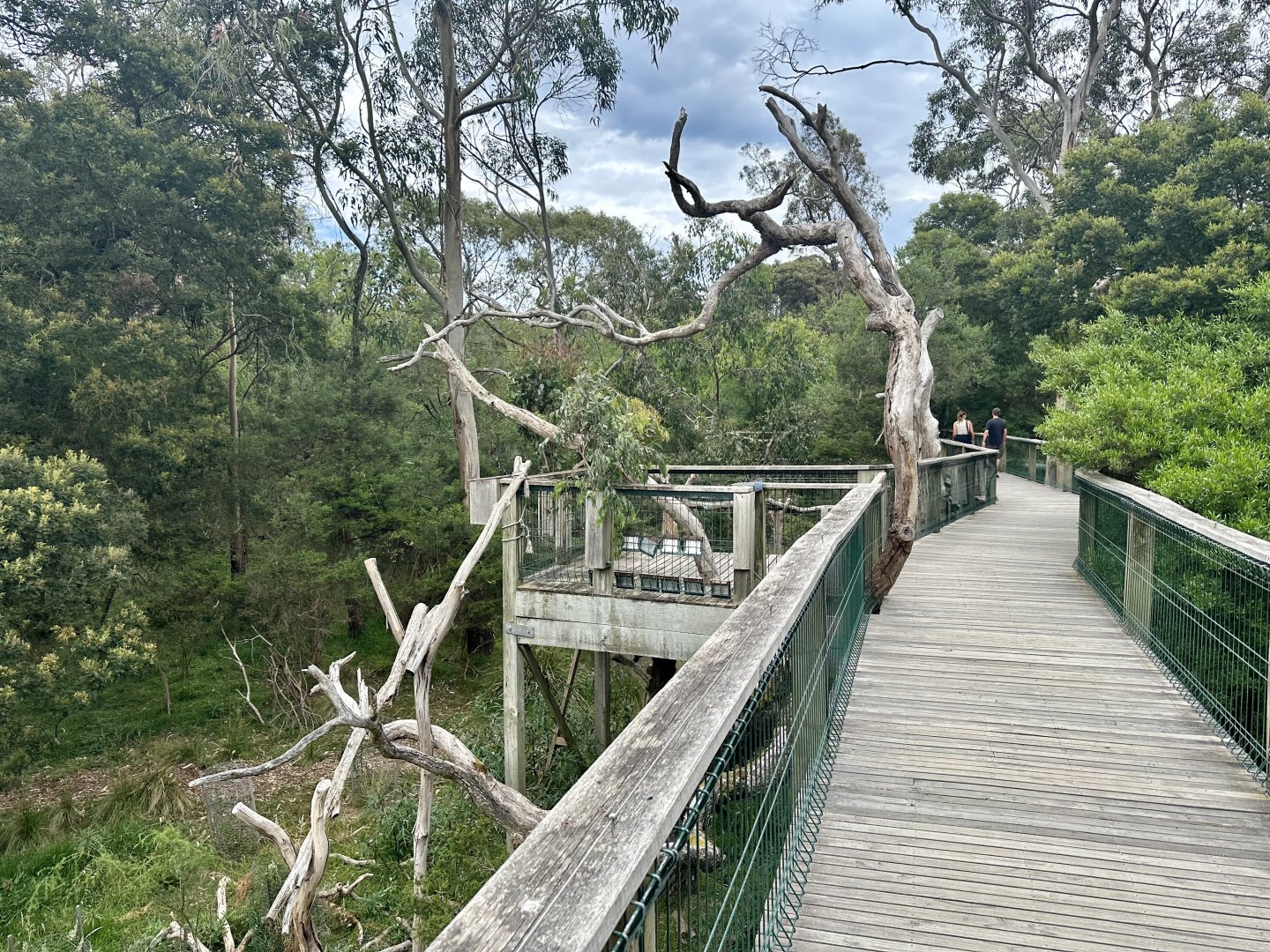 Boardwalk (Koala Conservation Reserve, Phillip Island)