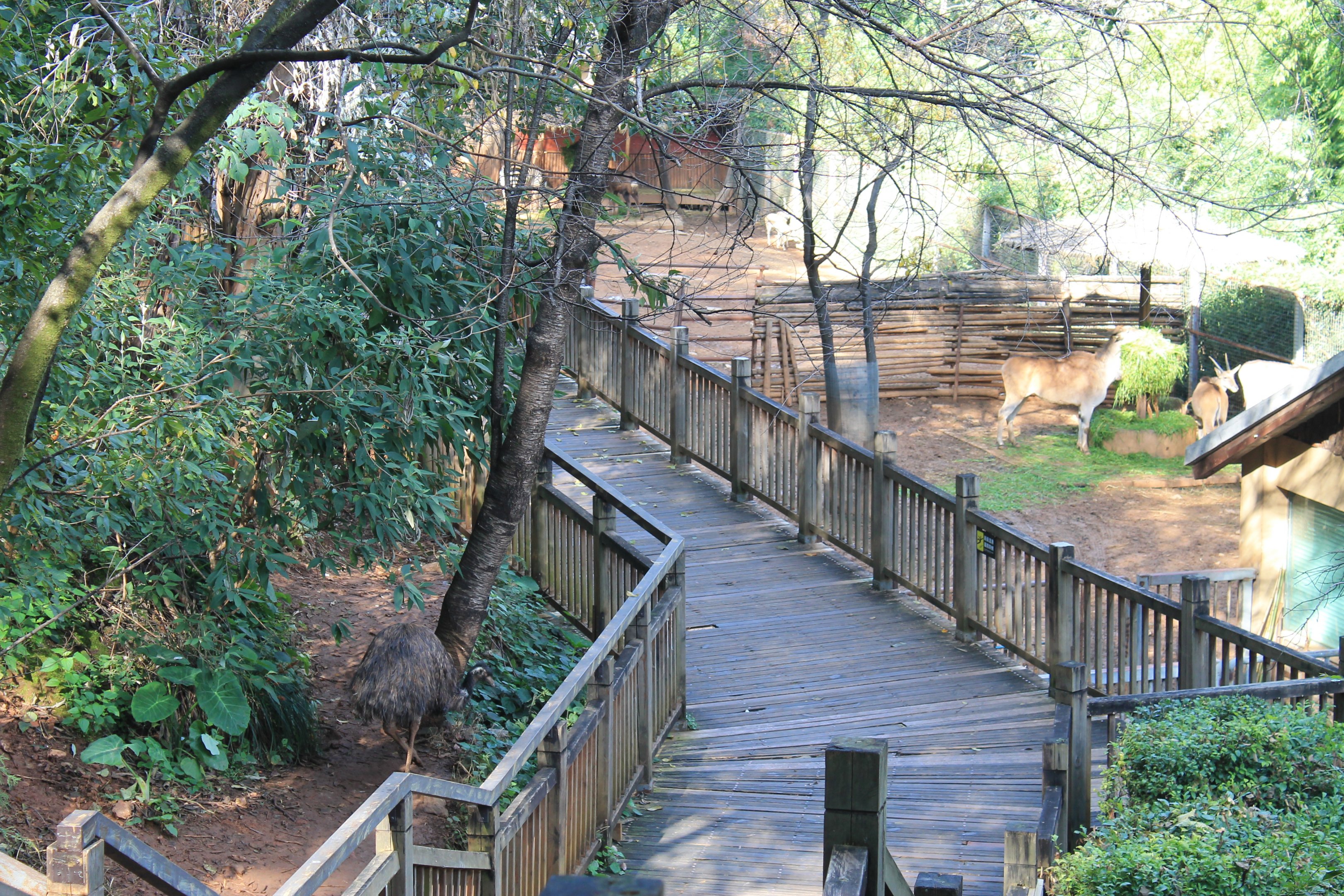 Boardwalk past hoofstock pens
