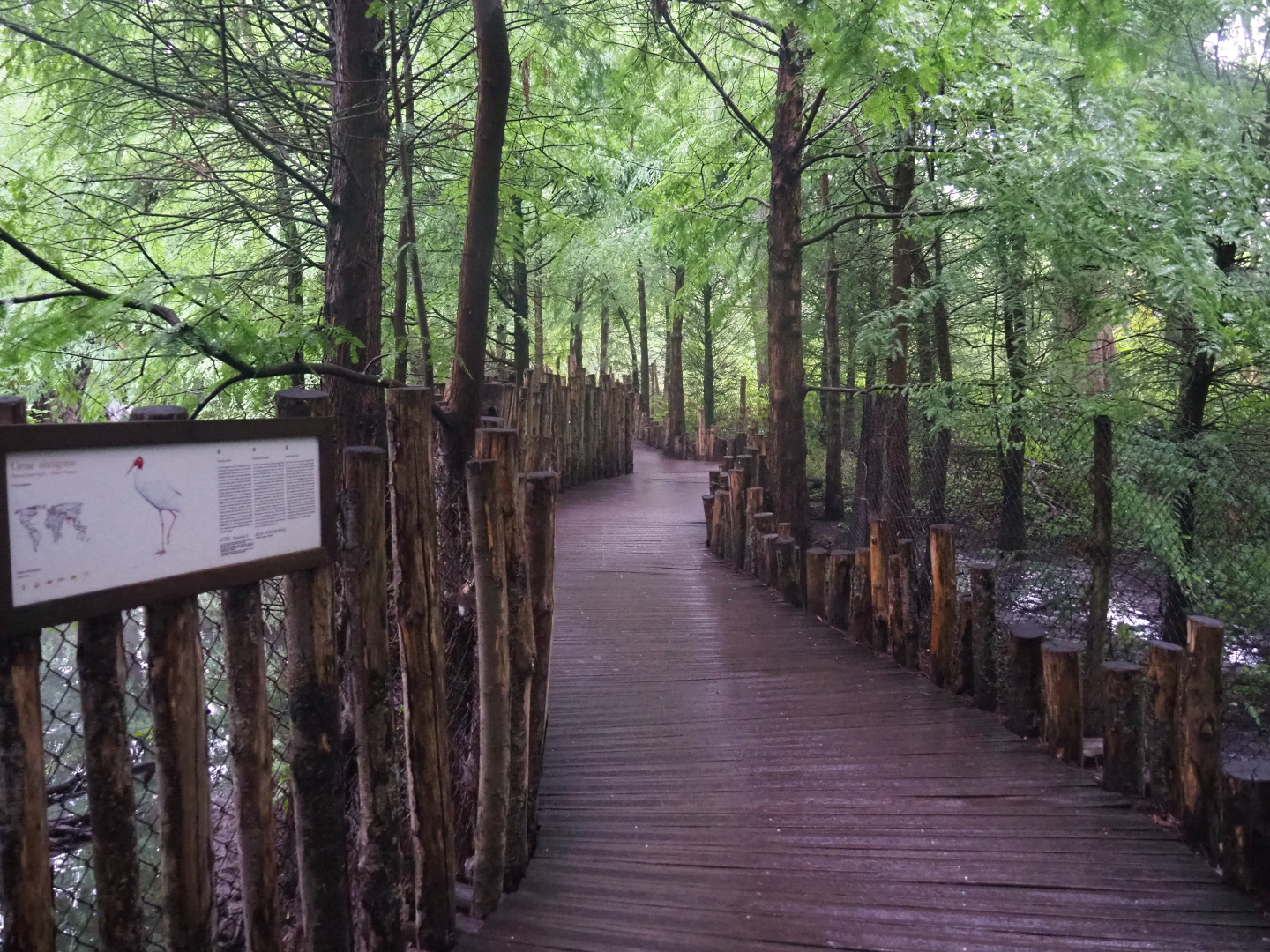 Boardwalk through marsh area with crane exhibits, 2022-09-14
