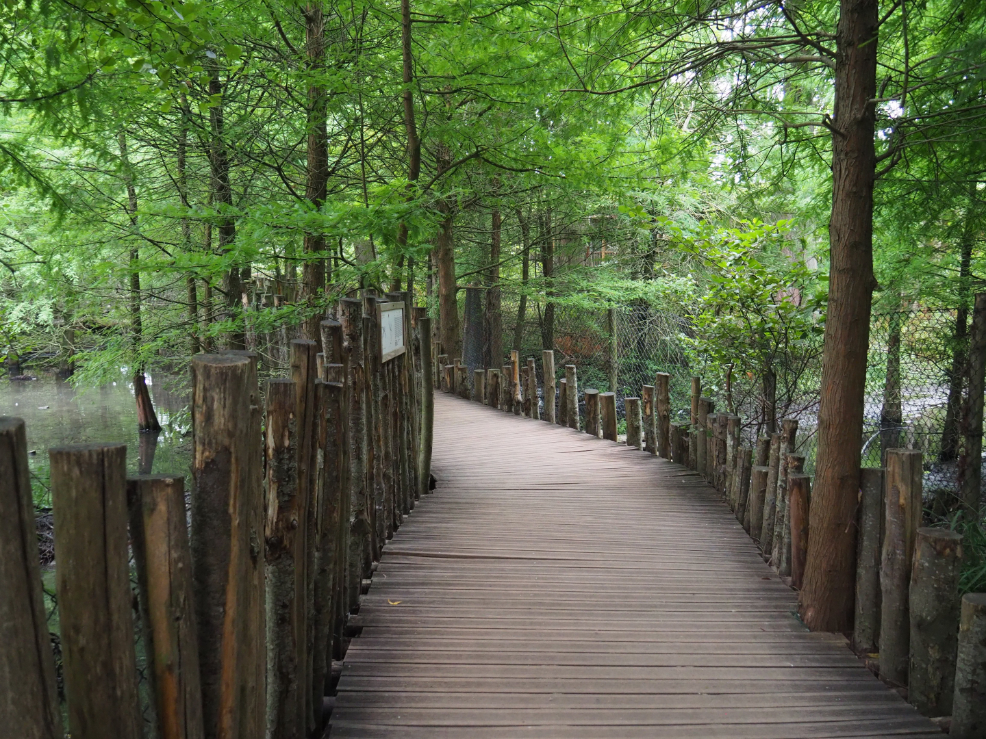 Boardwalk through marshy area with crane exhibits, 2020-09-03