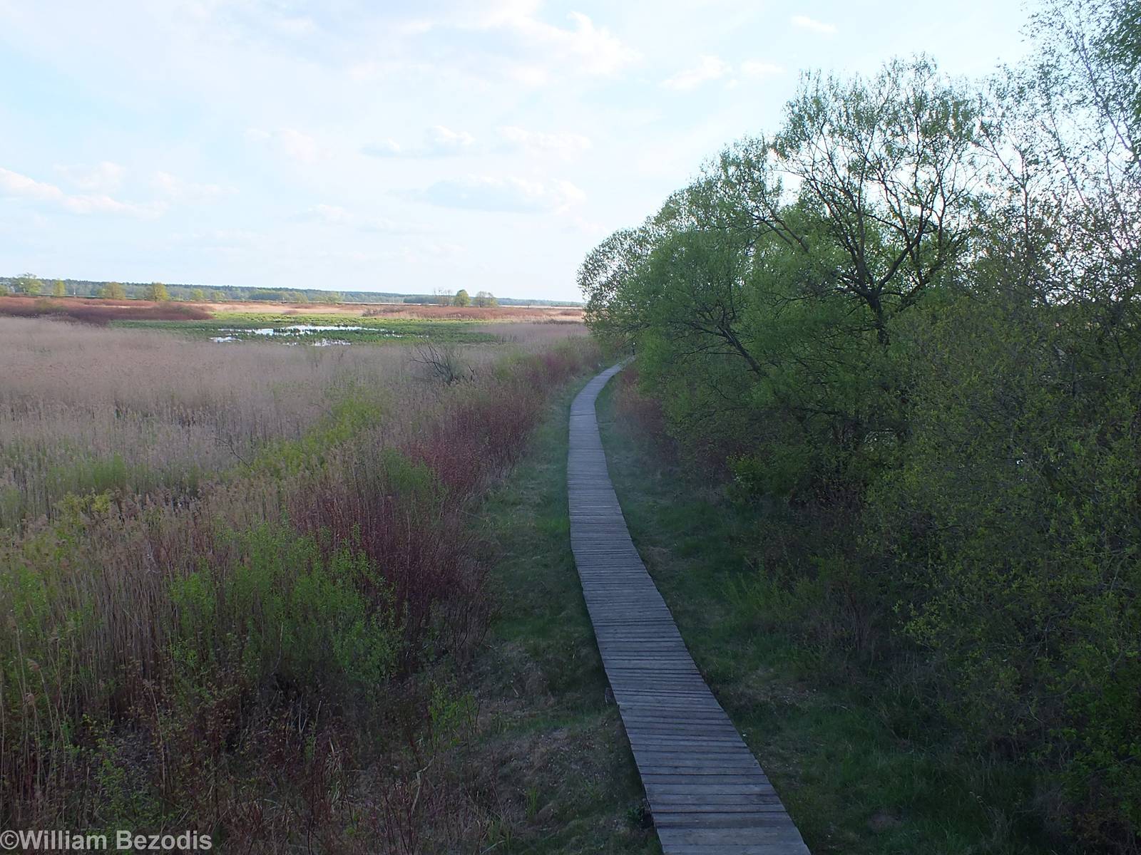 Boardwalk through Reeds - Biebrza Marshes