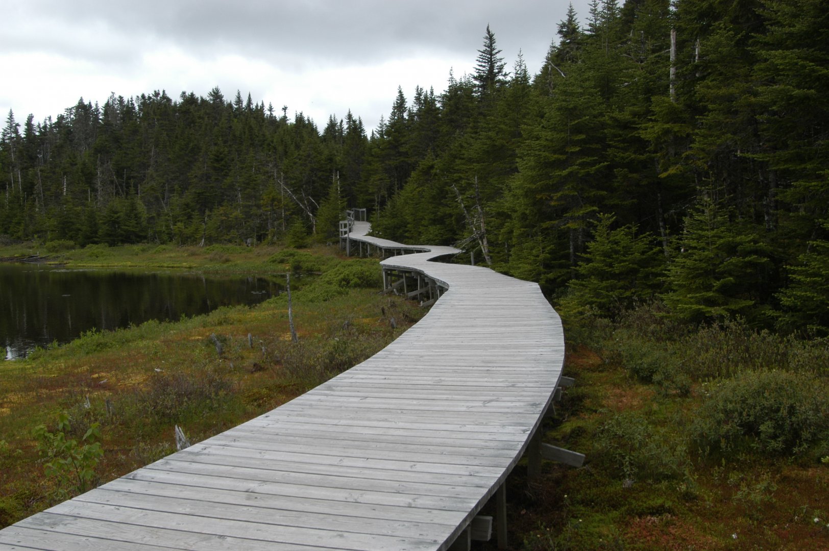 Boardwalk through the forest