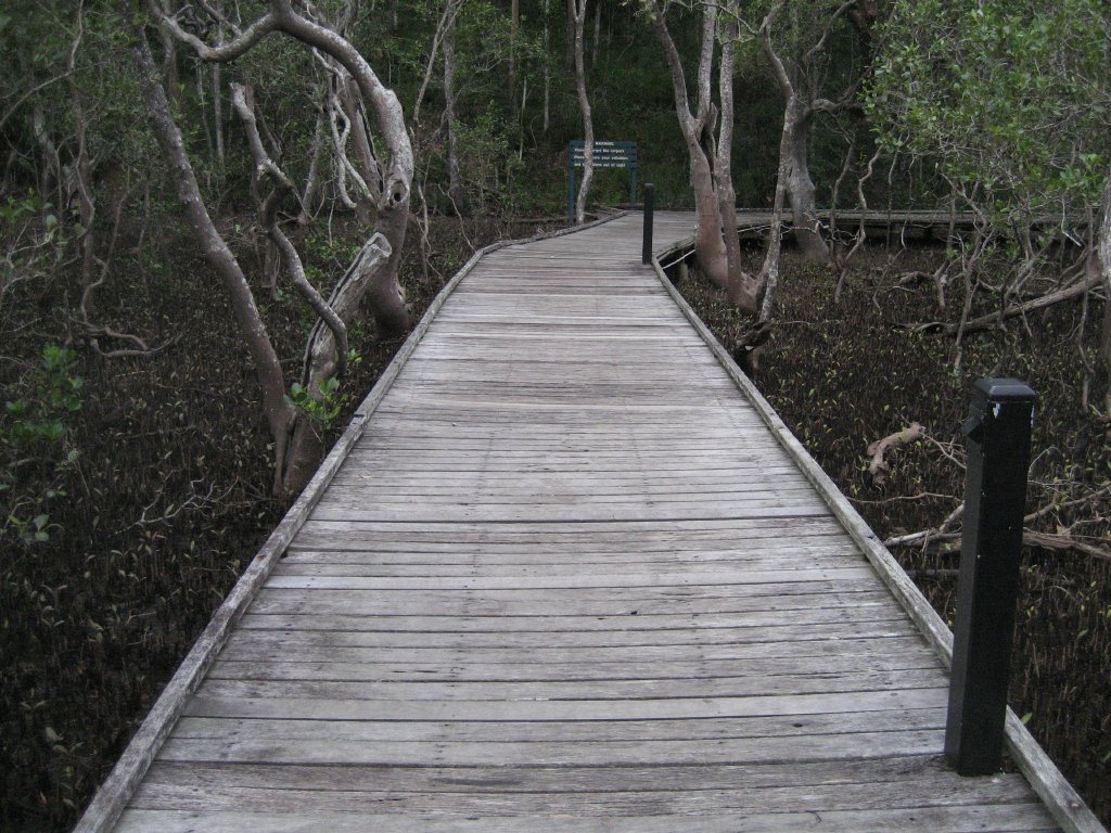 Boardwalk through the mangroves