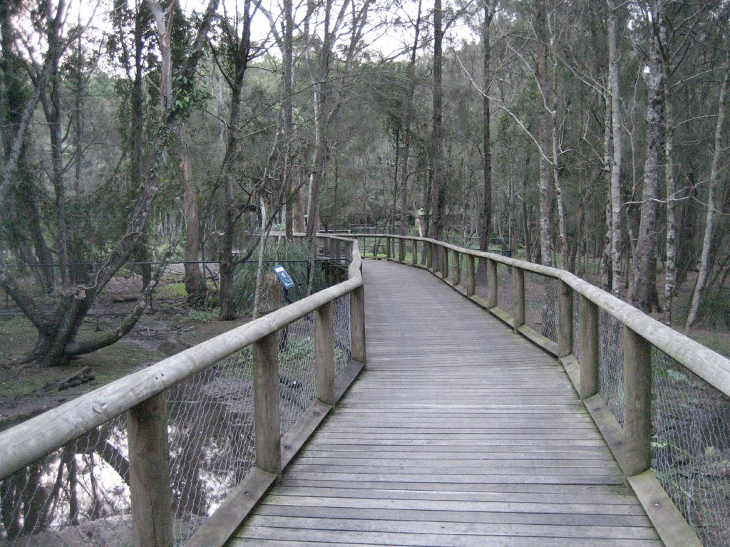 Boardwalk through the swamp