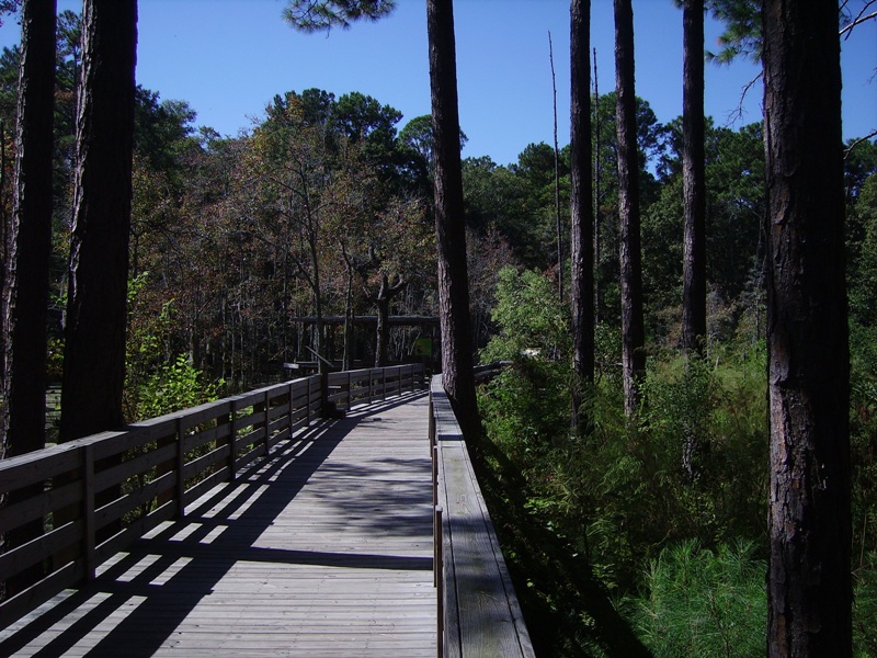 Boardwalk to Alligator Swamp