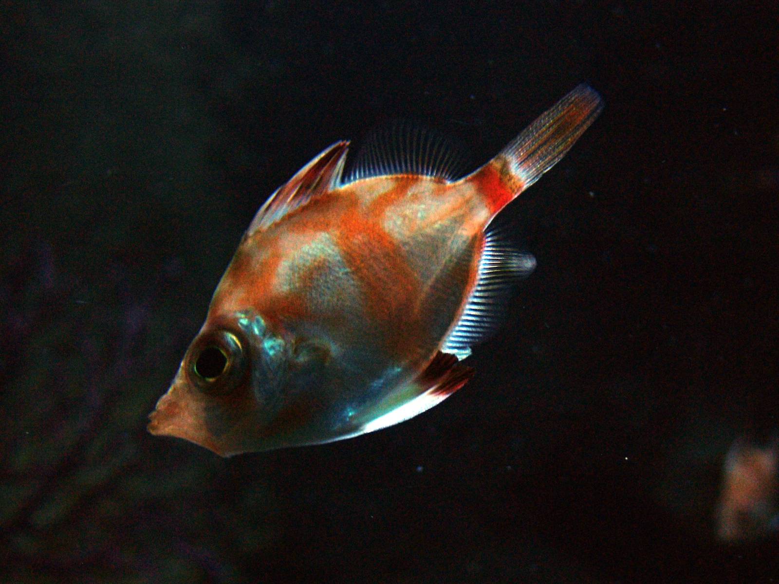 Boarfish at Berlin Zoo Aquarium, 31/08/11
