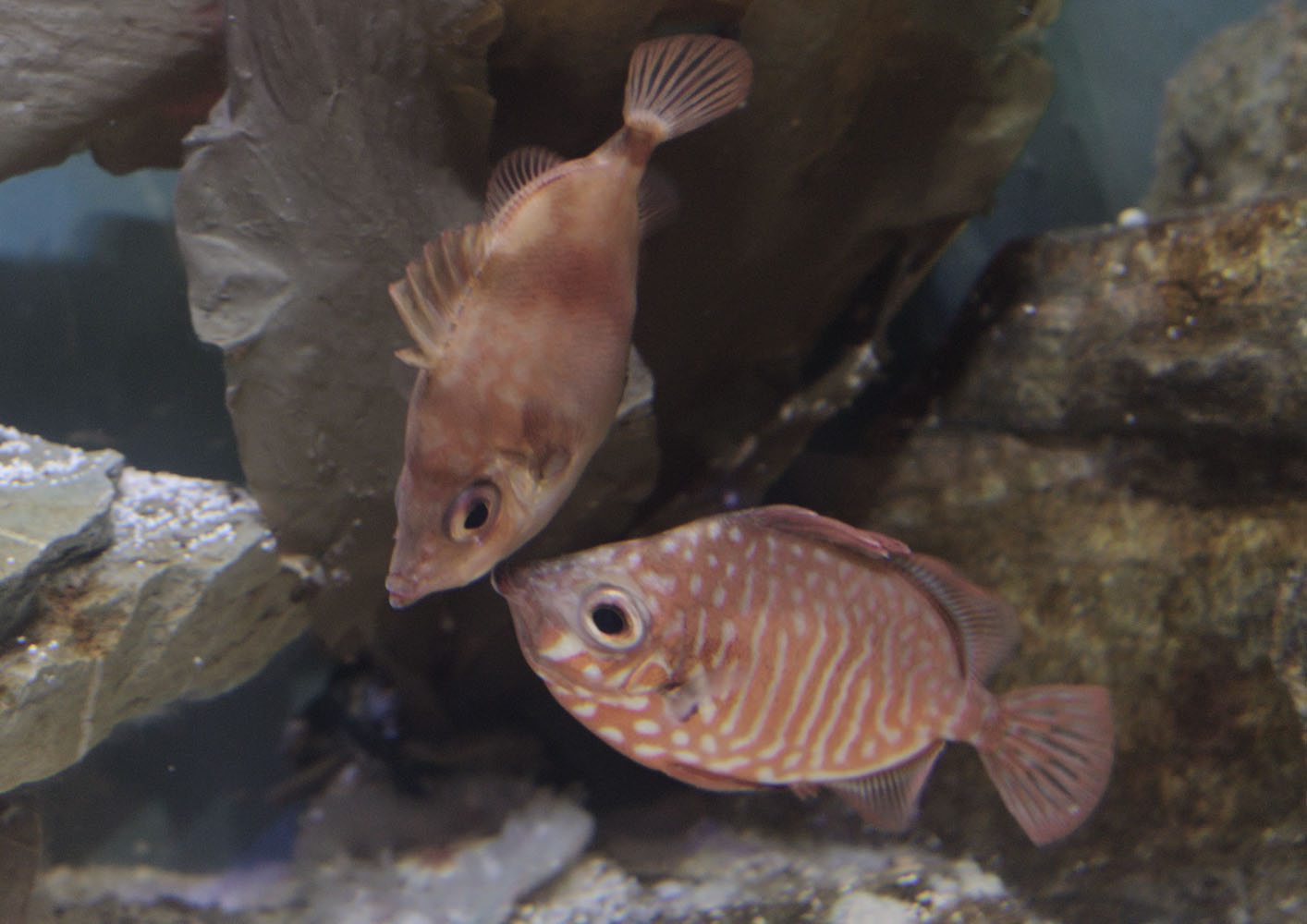 Boarfish behaviour