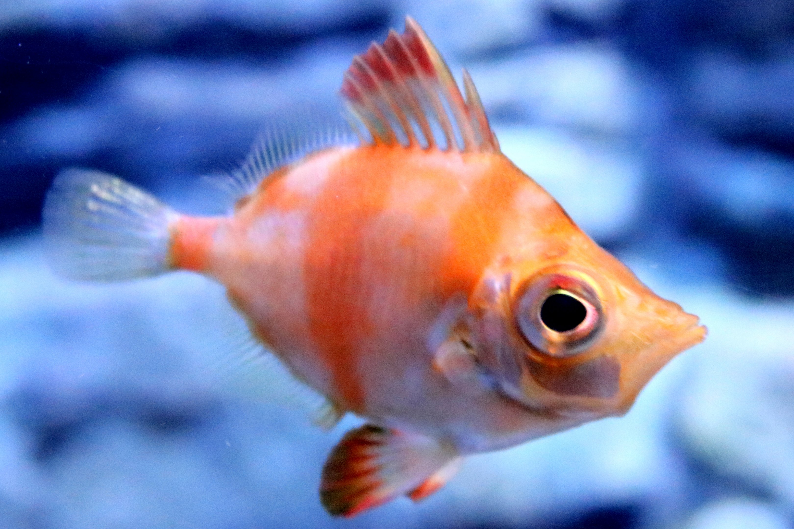 Boarfish; Bristol Aquarium; 24th July 2021