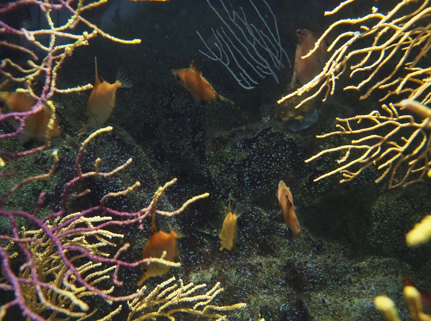 Boarfish (Capros aper), 2022-08-16