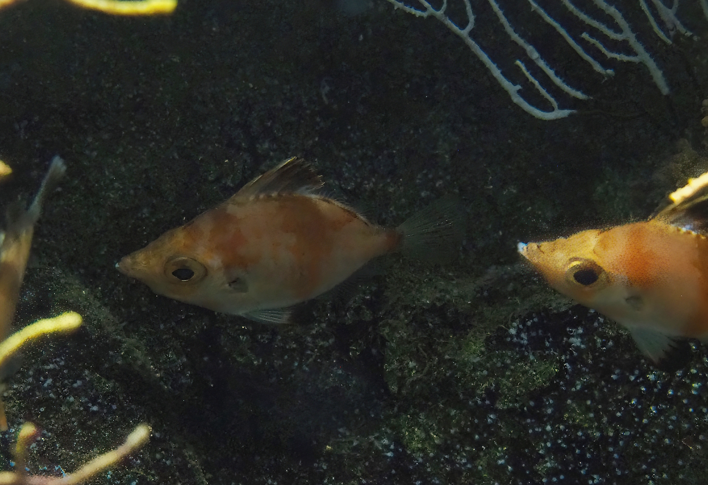 Boarfish (Capros aper), 2022-08-16