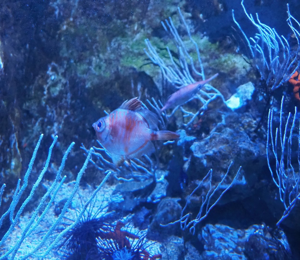 Boarfish (Capros aper), 2023-10-13