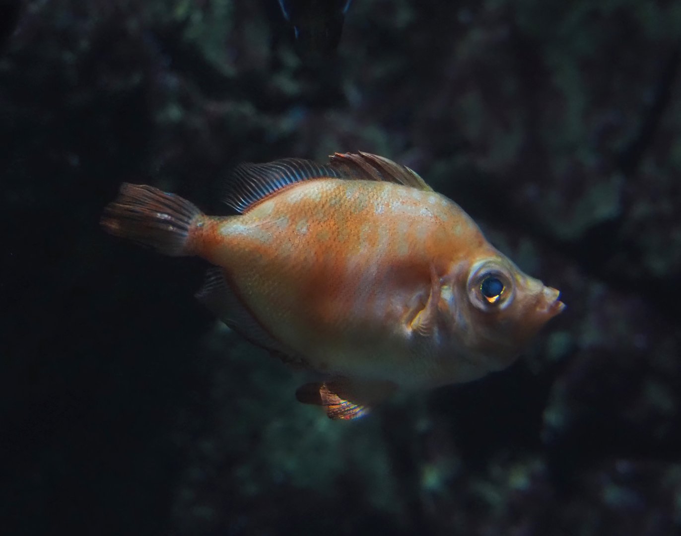 Boarfish (Capros aper), 2024-06-30