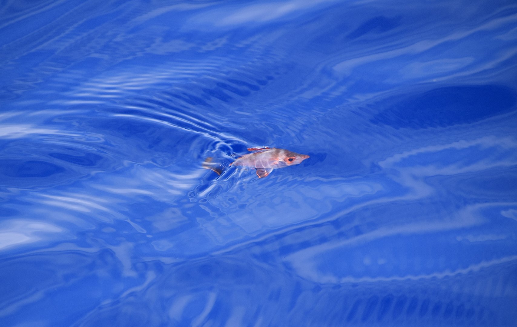 Boarfish (Capros aper) swept up to the surface by a current