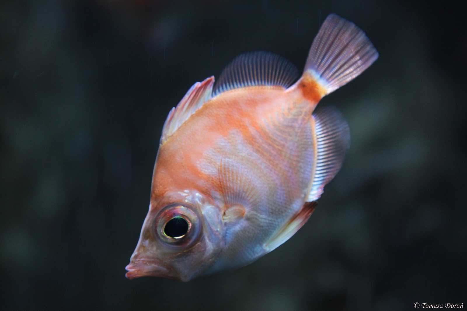 Boarfish (Capros aper)